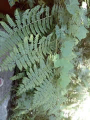 Dennstaedtia globulifera