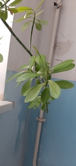 Angiospermae