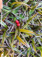 Astelia linearis