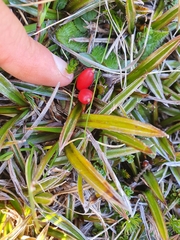 Astelia linearis