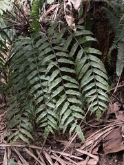 Lomariopsidaceae