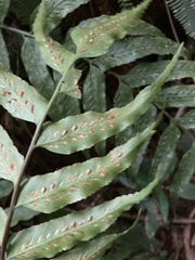 Lomariopsidaceae