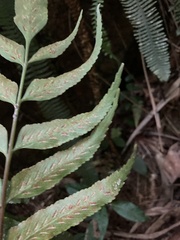 Lomariopsidaceae