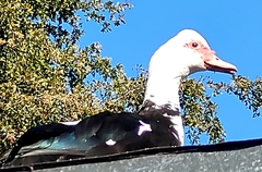 Cairina moschata domestica