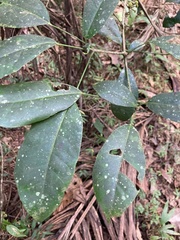 Dendropanax laurifolius