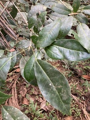 Dendropanax laurifolius