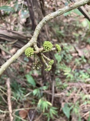 Dendropanax laurifolius