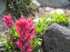 Castilleja parviflora oreopola