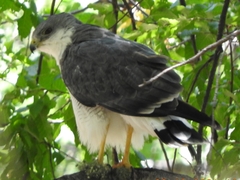 Geranoaetus polyosoma polyosoma