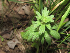 Lamium amplexicaule orientale
