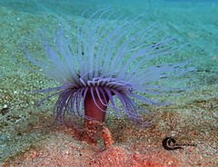 Pachycerianthus solitarius