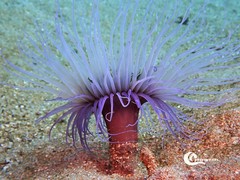 Pachycerianthus solitarius