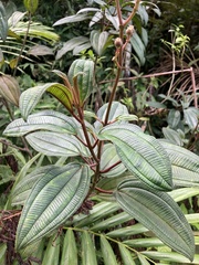 Miconia sintenisii
