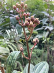 Miconia sintenisii