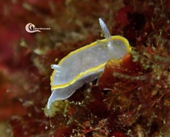Diaphorodoris alba