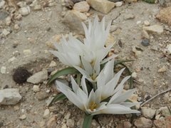 Colchicum ritchii