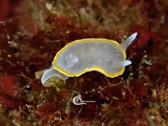 Diaphorodoris alba