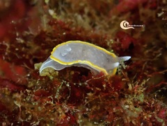 Diaphorodoris alba
