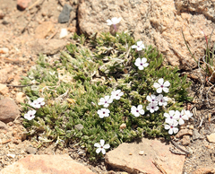 Phlox pulvinata