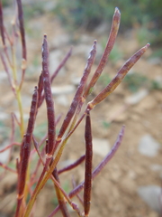 Arabis nuttallii