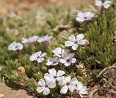 Phlox pulvinata