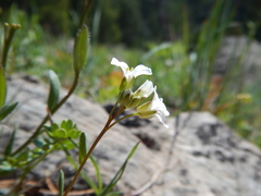 Arabis nuttallii