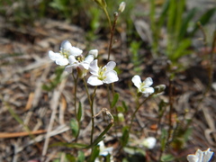 Arabis nuttallii
