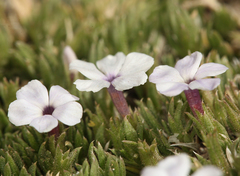 Phlox pulvinata