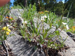 Arabis nuttallii
