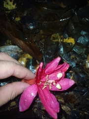Passiflora glandulosa