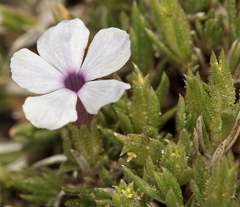 Phlox pulvinata
