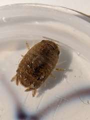 Sphaeroma terebrans