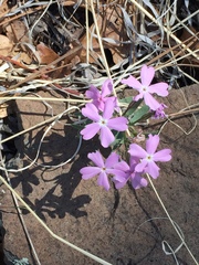 Phlox woodhousei