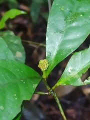 Eumachia guianensis