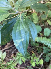 Miconia mirabilis