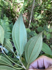 Miconia mirabilis