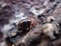Caprainea marginata