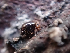 Caprainea marginata