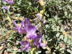 Astragalus beckwithii