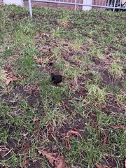 Turdus merula