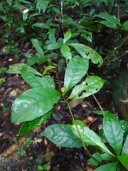 Eumachia guianensis