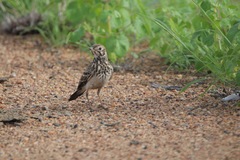Pinarocorys nigricans