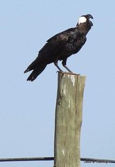 Corvus crassirostris