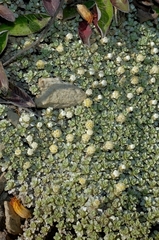 Raoulia parkii
