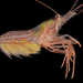 East Asian Lined Shrimp - Photo (c) sercfisheries, some rights reserved (CC BY-NC), uploaded by sercfisheries