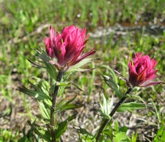 Castilleja parviflora oreopola