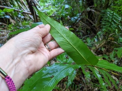 Meniscium reticulatum