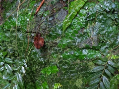 Marcgravia rectiflora