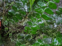 Marcgravia rectiflora