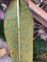 Coleosporium plumeriae